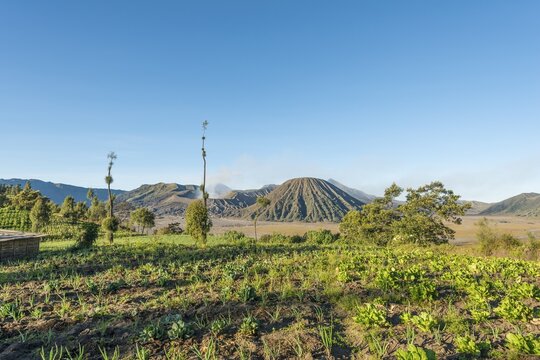 Fields in front of Mount Batok, Bromo Tengger Semeru National Park, Cemoro Lawang, Java, Indonesia