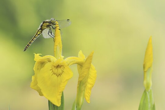 Black-tailed Skimmer (Orthetrum cancellatum), female on the flower of a marsh iris (Iris pseudacorus), North Rhine-Westphalia, Germany