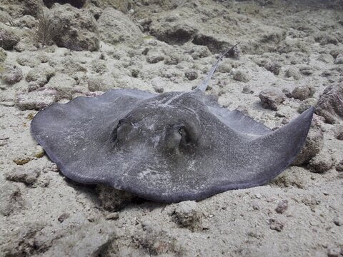 A resting stingray, American stingray (Hypanus americanus), embedded in the sand of the seabed, dive site John Pennekamp Coral Reef State Park, Key Largo, Florida Keys, Florida, USA