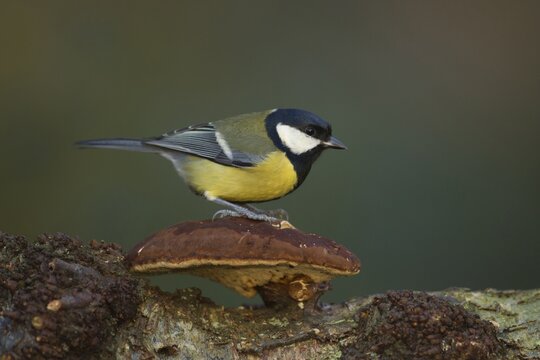 Great tit (Parus major) adult garden bird searching for food on a Bracket fungi in winter, England, United Kingdom