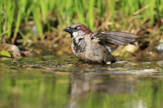 House sparrow (Passer domesticus), adult, male, bathing, in water, garden pond, Rhineland-Palatinate, Germany