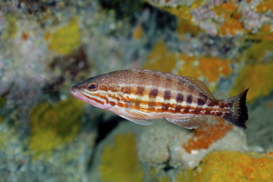 Comber (Serranus cabrilla), El Cabron Marine Reserve Dive Site, Arinaga, Gran Canaria, Spain, Atlantic Ocean