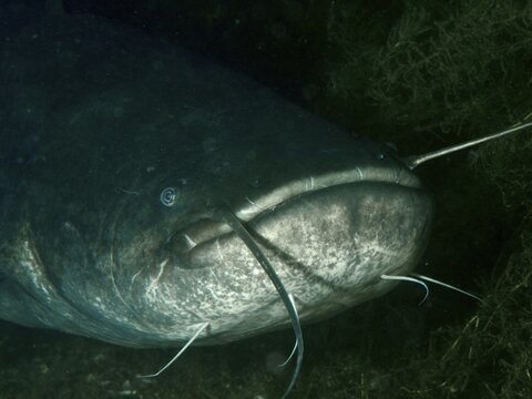 Close-up of a catfish (Silurus glanis), with distinctive barbels, in a dark underwater setting, at the R&uuml;schlikon Pumping Station dive site, Lake Zurich, Canton of Zurich, Switzerland