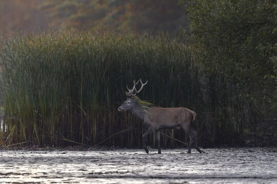 Obviously this young red deer (Cervus elaphus) has tested his surplus strength on the reeds and is now wearing reed stalks as a headdress in addition to his antlers, pennant, rutting season, deer rut, September, Germany