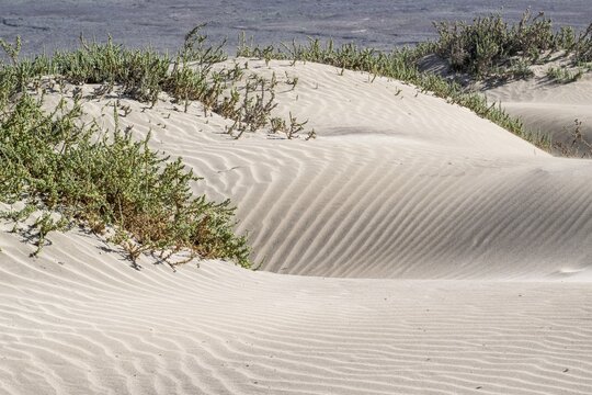 Dune landscape, Playa de Famara, Lanzarote, Canary Islands, Spain