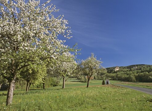 Blossoming fruit trees and Burg Neuberg (Neuburg Castle) near Hartberg, Styria, Austria, Europe