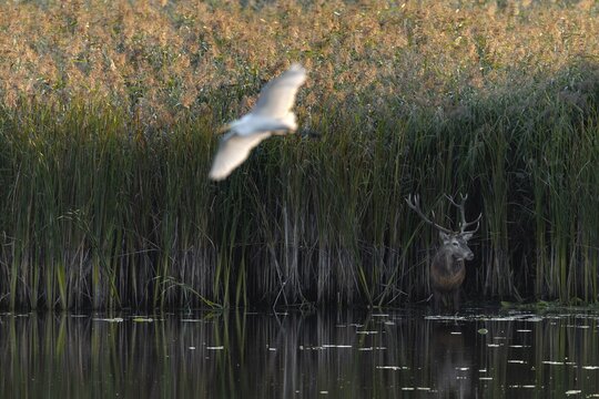 While the red deer (Cervus elaphus) is standing on the edge of the reed belt, a great white egret (Ardea alba) flies silently past it, mating season, Germany
