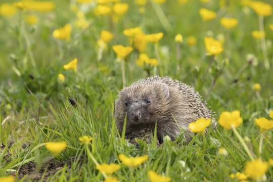 European hedgehog (Erinaceus europaeus) adult walking in a Spring meadow with flowering Buttercups, Suffolk, England, United Kingdom