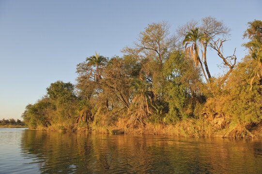 Bank landscape of the Okavango River, Namibia, Africa