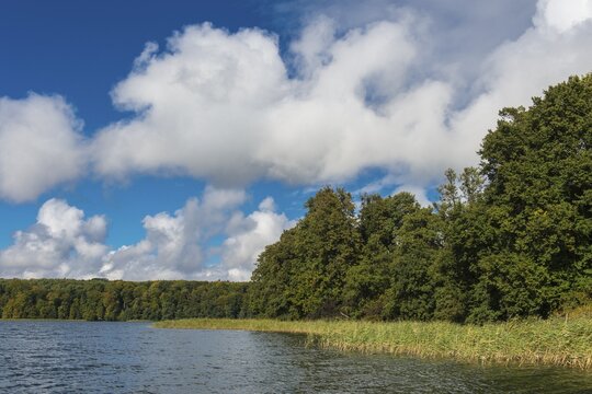 Reeds on the banks of the Breiten Luzin, lake, wide, M&uuml;ritz National Park, Feldberger Seenlandschaft, Mecklenburg-Western Pomerania, Germany