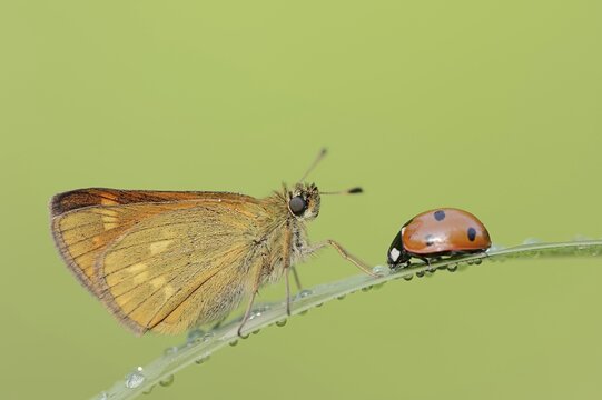 Rusty-coloured butterfly (Ochlodes sylvanus, Augiades sylvanus) and seven-spott ladybird (Coccinella septempunctata), North Rhine-Westphalia, Germany