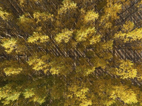 European Aspen (Populus tremula) in autumnal colours. Cultivated for timber. Aerial view. Drone shot. Granada province, Andalusia, Spain