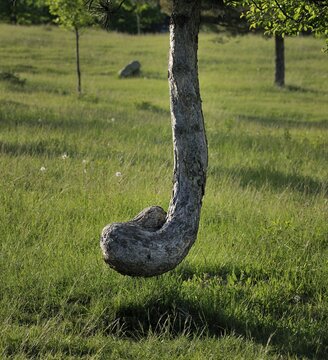Floating tree, natural effect, Symposium Lindabrunn, Triestingtal valley, Lower Austria, Europe
