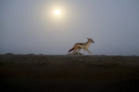 Black-backed jackal (Canis mesomelas) in the sand by moonlight, at night with full moon, Namib Desert, Namib Naukluft Park, Namibia