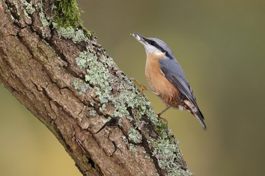 Eurasian nuthatch (Sitta europaea) on a branch, wildlife, Germany