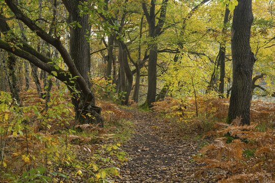 Autumn impression of Ahlhorn fish ponds, forest, Konrriger Baum, Ahlhorn, Lower Saxony, Germany