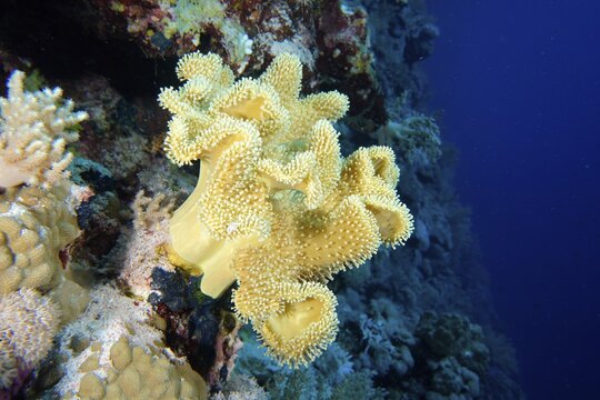 Rough leather coral (Sarcophyton glaucum) with open polyps. Dive site Daedalus Reef, Egypt, Red Sea