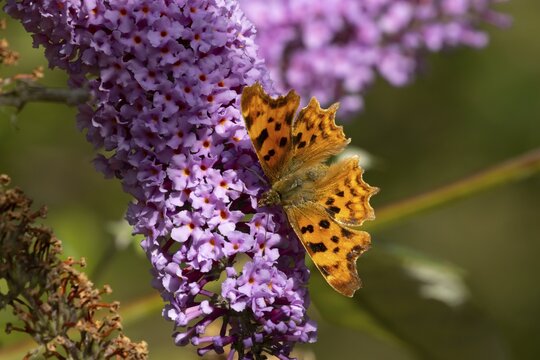 Comma butterfly (Polygonia c-album) adult insect feeding on garden purple Buddleja or Buddleia plant flowers in summer, England, United Kingdom