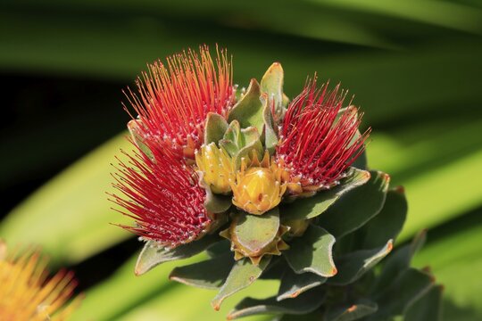 Pincushion Protea (Leucospermum species), Protea, flower, flowering, flower, bushes, plant, Kirstenbosch Botanical Gardens, Cape Town, South Africa