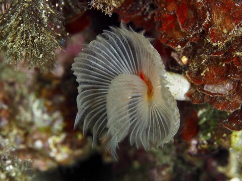 Whitish fan-shaped marine creature with decorative structures, Protula tubularia (Protula tubularia), in a living reef in the Mediterranean Sea near Hy&egrave;res, dive site Giens Peninsula, Provence Alpes C&ocirc;te d'Azur, France