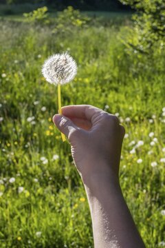 Hand holding dandelion, green meadow, Upper Bavaria, Bavaria, Munich