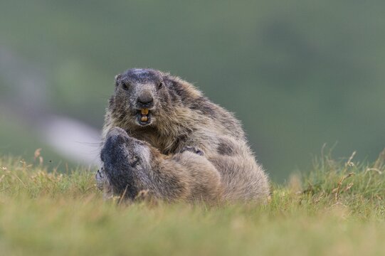 Marmots (Marmota marmota) in the Alps, mating, play, Hohe Tauern National Park, Austria
