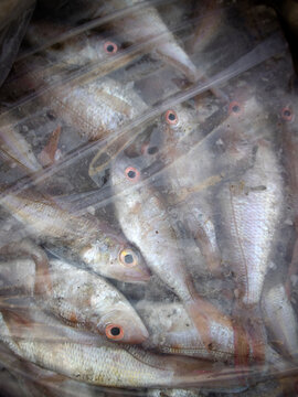 Details of sea fish caught by fishermen from the north coast of Java, Indonesia, which have just been removed from the ship's cold storage.