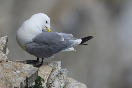 Black legged kittiwake (Rissa tridactyla) adult seabird bird preening on a cliff ledge in summer, England, United Kingdom