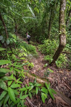 Young man on a hiking trail in the rainforest, tourist hiking in the tropical rainforest through dense vegetation, Corcovado National Park, Osa Peninsula, Puntarena Province, Costa Rica