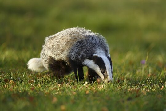 European badger (Meles meles), foraging, captive, &Scaron;umava, Czech Republic