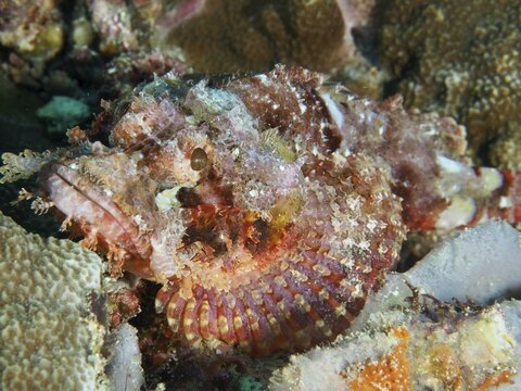 A Papuan scorpionfish (Scorpaenopsis papuensis) peeks out from among the corals at the SD dive site, Nusa Ceningan, Nusa Penida, Bali, Indonesia