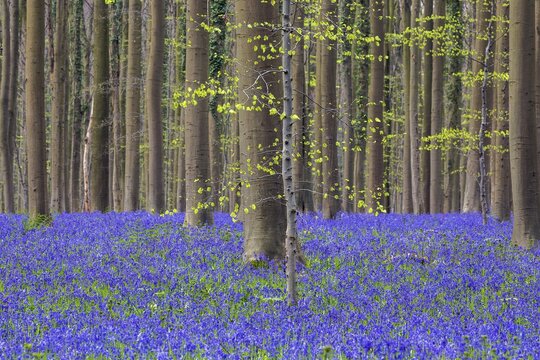 Blue flowering bluebells (Hyacinthoides non-scripta) in the copper beech (Fagus sylvatica) forest, Hallerbos, near Halle, province of Flemish Brabant, Belgium