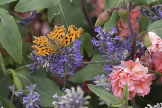 Comma butterfly (Polygonia c-album) adult insect feeding on a garden Lavender plant flowers in the summer, England, United Kingdom