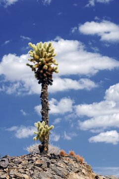 Cholla Cactus with clouds in the sky, Joshua Tree National Park, Desert Center, California, USA