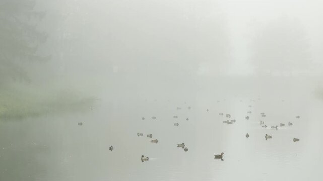 Ducks float on calm water in Catherine Park, Pushkin, Saint Petersburg. Thick fog covers the quiet lake, bringing a peaceful and mysterious feeling.