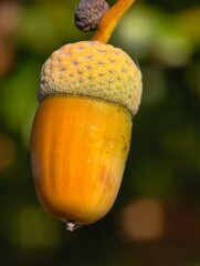 Oak acorn, Quercus, ripe yellow acorn fruit hanging on a twig outdoors in natural sunlight with a blurred bokeh background. © czjonyyy