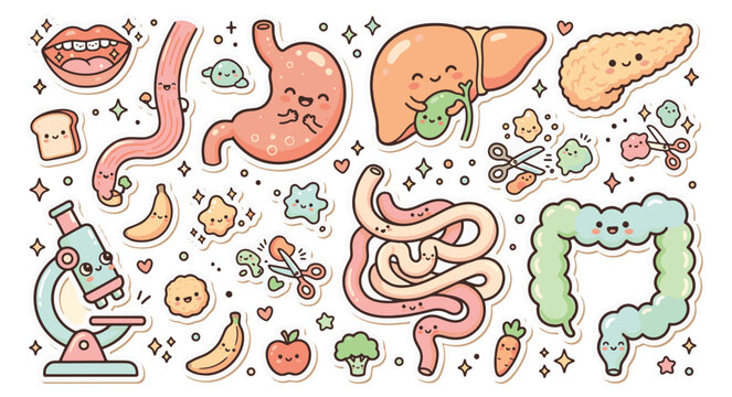 Human digestive system anatomy set with cute cartoon organs and healthy food icons on white background