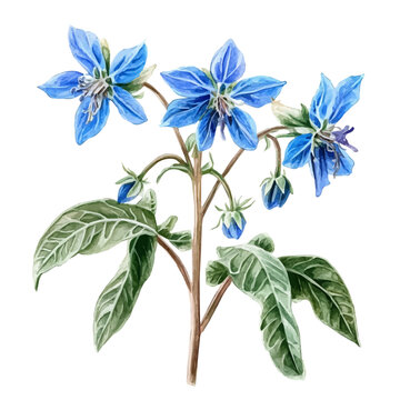 Watercolor clipart of Borage, isolated on white background