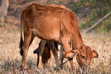 Two Brown Calves Grazing in a Rural Pasture Stock Photograph © Raja