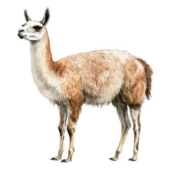 Fototapeta premium Llama, isolated watercolor element on white background