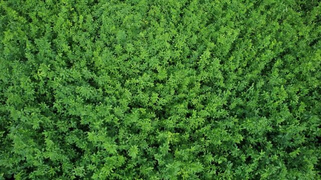 Alfalfa field borders freshly worked soil as tractor levels cultivated ground with wide implement, showing forage farming in Arda Valley, Piacenza, Emilia-Romagna, Italy, drone tilt up