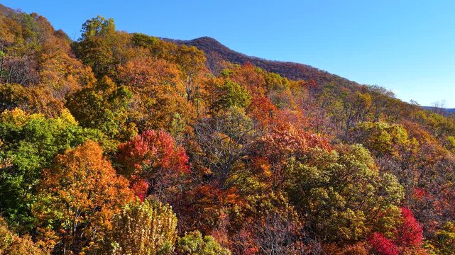 Rolling ridges of Appalachian Mountains in North Carolina covered with brilliant fall foliage. Colorful forest stretches to horizon.