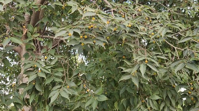 The European nettle tree, also known as the Mediterranean hackberry or the lote tree (botanically named Celtis australis), is a widely grown tree variety in the Medieterranean region