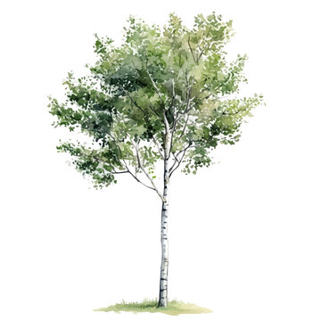 Watercolor clipart of Birch Tree, isolated on white background