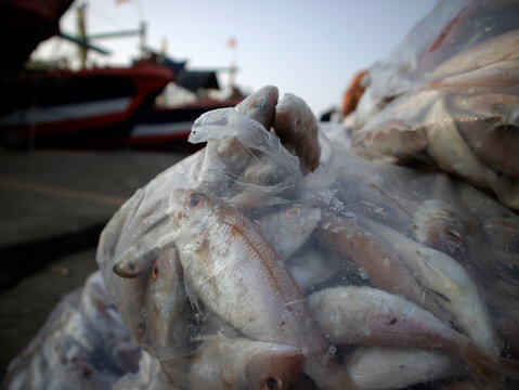Details of sea fish caught by fishermen from the north coast of Java, Indonesia, which have just been removed from the ship's cold storage.