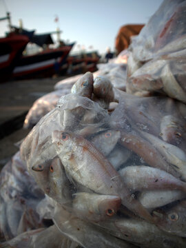 Details of sea fish caught by fishermen from the north coast of Java, Indonesia, which have just been removed from the ship's cold storage.