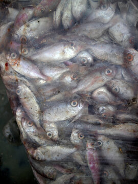Details of sea fish caught by fishermen from the north coast of Java, Indonesia, which have just been removed from the ship's cold storage.