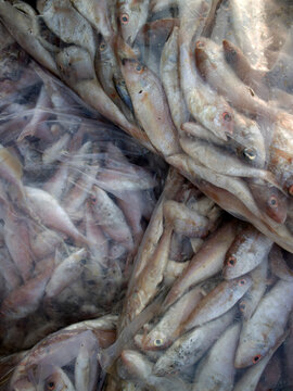 Details of sea fish caught by fishermen from the north coast of Java, Indonesia, which have just been removed from the ship's cold storage.