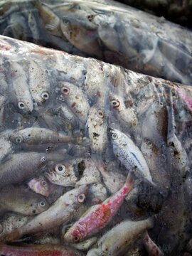 Details of sea fish caught by fishermen from the north coast of Java, Indonesia, which have just been removed from the ship's cold storage.