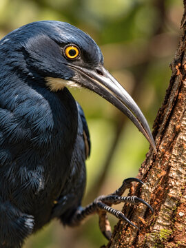 Close-up portrait of a glossy black bird with a long curved beak and bright yellow eye perched on a tree trunk, showing detailed feathers, claws and natural forest habitat.